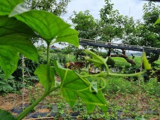 김 기 동님의 벼 · 영농일지 작성글 사진