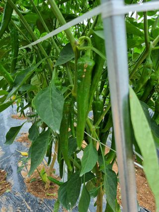 김 기 동님의 벼 · 영농일지 작성글 사진