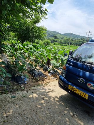 김 기 동님의 벼 · 영농일지 작성글 사진