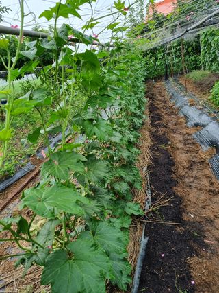 김 기 동님의 벼 · 영농일지 작성글 사진