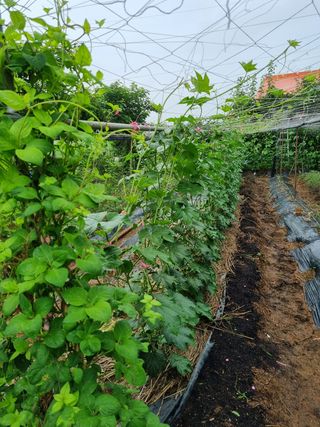 김 기 동님의 벼 · 영농일지 작성글 사진