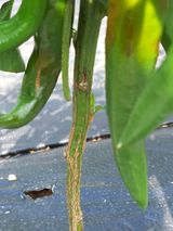 팜모닝 고추·병해충상담 게시글 이미지