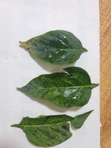 팜모닝 고추·병해충상담 게시글 이미지