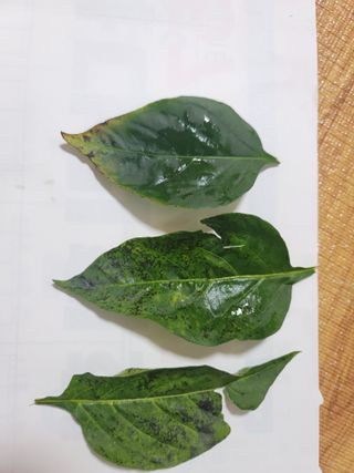 장영진 님의 고추 · 병해충상담 작성글 사진