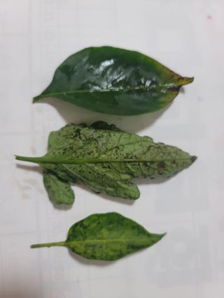 장영진 님의 고추 · 병해충상담 작성글 사진