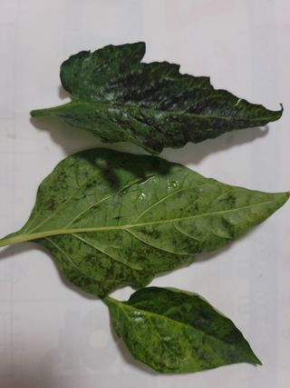 장영진 님의 고추 · 병해충상담 작성글 사진