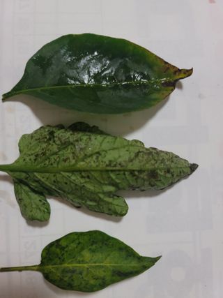 장영진 님의 고추 · 병해충상담 작성글 사진