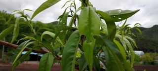 도시촌놈님의 복숭아 · 병해충상담 작성글 사진