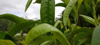 도시촌놈님의 복숭아 · 병해충상담 작성글 사진