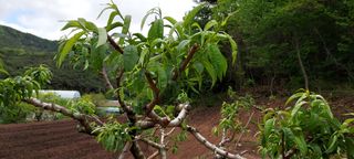 도시촌놈님의 복숭아 · 병해충상담 작성글 사진