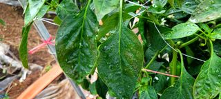 초산 최학인님의 고추 · 병해충상담 작성글 사진