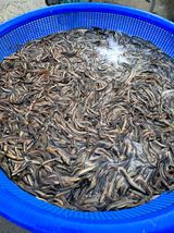 팜모닝 · 게시글 이미지