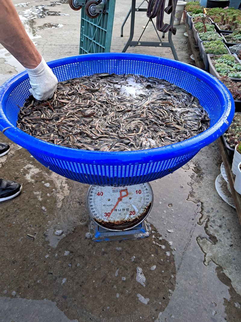 김석현님의 장터 판매 상품 [미꾸리지 치어판매합니다1키로120000원] 첨부 사진