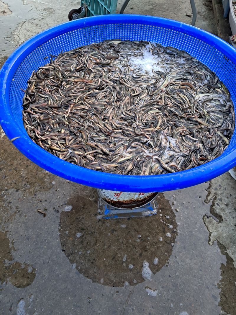 김석현님의 장터 판매 상품 [미꾸리지 치어판매합니다1키로120000원] 첨부 사진