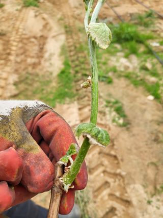 윤정희님의 포도 · 병해충상담 작성글 사진