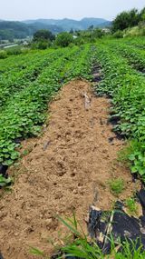 팜모닝 고구마·자유게시판 게시글 이미지