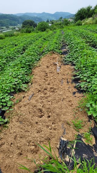 먹골농부님의 고구마 · 자유게시판 작성글 사진