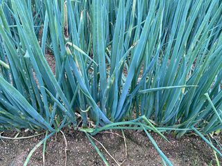 친환경님의 파 · 병해충상담 작성글 사진