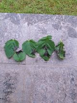 팜모닝 참깨·병해충상담 게시글 이미지