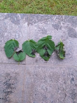 심무재 님의 참깨 · 병해충상담 작성글 사진