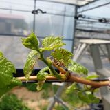 팜모닝 포도·병해충상담 게시글 이미지