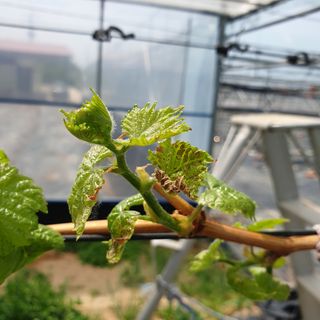 상주 한진학(달빛포님의 포도 · 병해충상담 작성글 사진