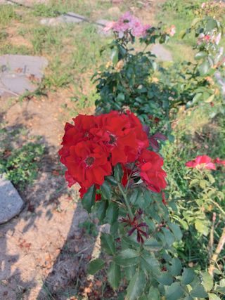 김충구내 집 예쁘게님의 자유주제 · 자유게시판 작성글 사진