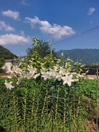 김충구내 집 예쁘게님의 자유주제 · 자유게시판 작성글 사진