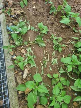 조애순님의 참깨 · 자유게시판 작성글 사진