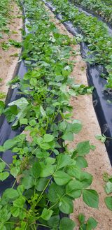 팜모닝 감자·영농일지 게시글 이미지