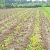 팜모닝 자유주제·자유게시판 게시글 이미지