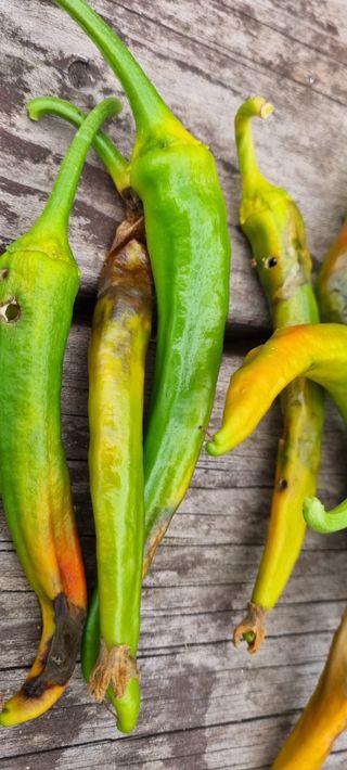 대삼팜스빌리지님의 고추 · 비료•농약 작성글 사진