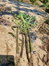 팜모닝 참깨·병해충상담 게시글 이미지