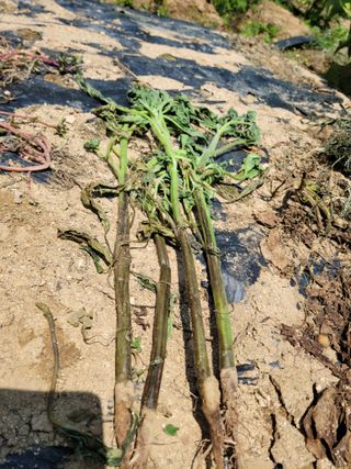 신도용님의 참깨 · 병해충상담 작성글 사진