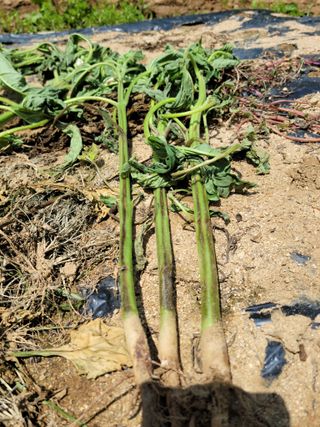 신도용님의 참깨 · 병해충상담 작성글 사진