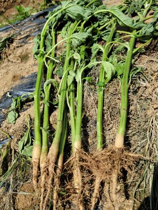 신도용님의 참깨 · 병해충상담 작성글 사진