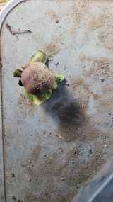 팜모닝 감·병해충상담 게시글 이미지