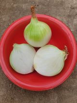 팜모닝 · 게시글 이미지