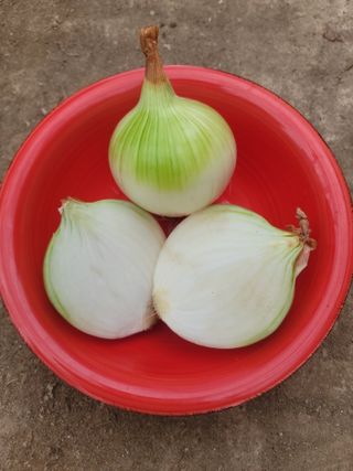 다둥이네농장님의 작성글 사진