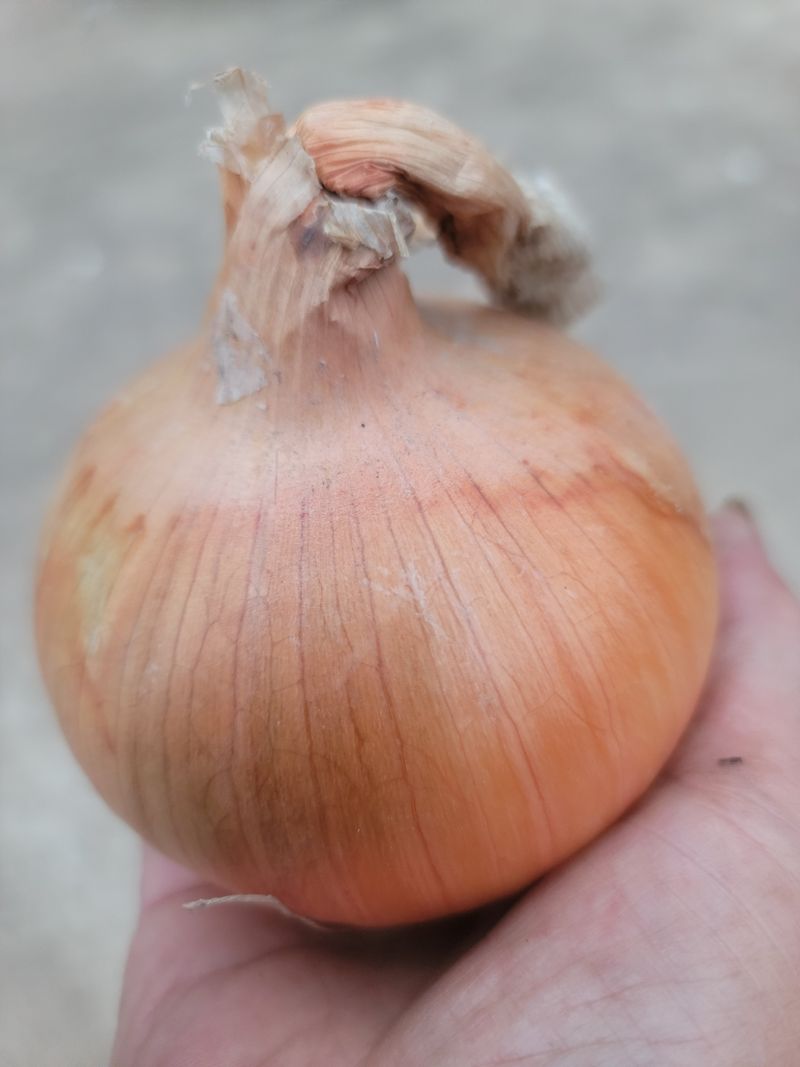 다둥이네농장님의 장터 판매 상품 [산지직송 고창 만생종 유황양파 소 10kg] 첨부 사진