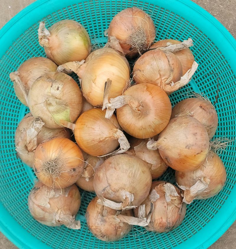 다둥이네농장님의 장터 판매 상품 [산지직송 고창 만생종 유황양파 소 10kg] 첨부 사진