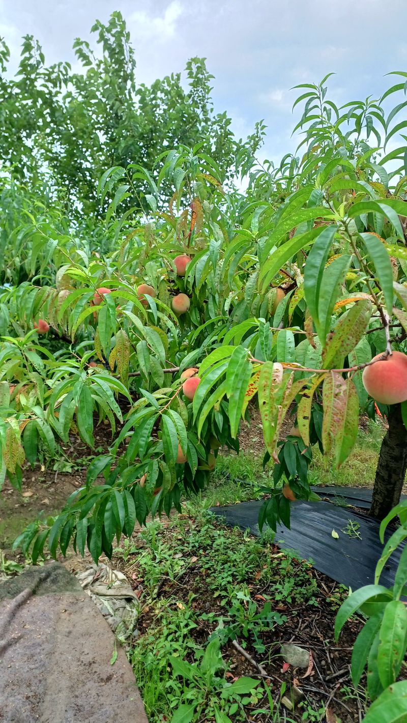설만농원님의 장터 판매 상품 [복숭아  판매완료] 첨부 사진