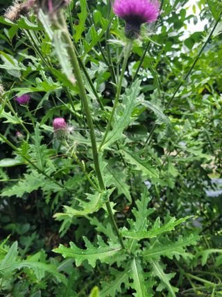 동길니우스님의 최고의 제초제는 무엇인가요? · 참여 작성글 사진