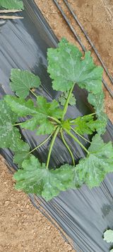 팜모닝 호박·병해충상담 게시글 이미지