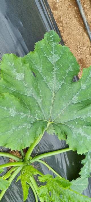 김종영_군산솔라팜님의 호박 · 병해충상담 작성글 사진