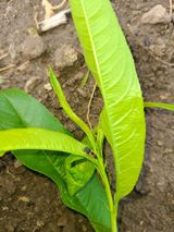 팜모닝 복숭아·병해충상담 게시글 이미지