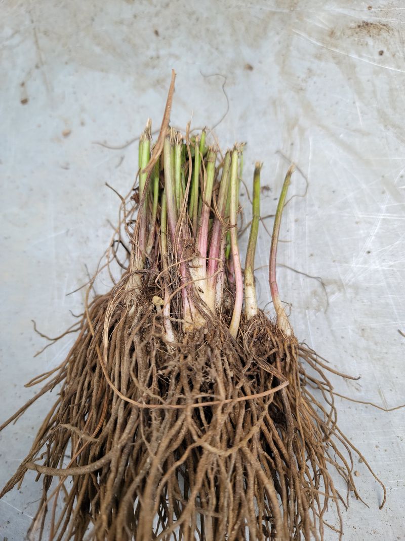 병풍취산채농원님의 장터 판매 상품 [양구곰취 종근 10포기  2만원] 첨부 사진