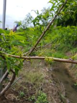 팜모닝 복숭아·병해충상담 게시글 이미지