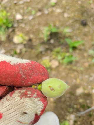 핵손팜님의 복숭아 · 병해충상담 작성글 사진