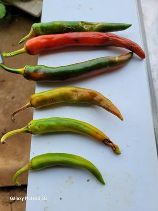 호박15996님의 고추 · 병해충상담 작성글 사진